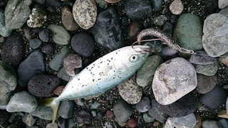 DSC_0212.jpg